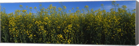 Framed Canola Flower Field in Edmonton Print