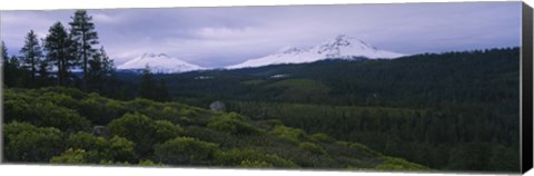 Framed Manzanita Trees in Deschutes National Forest Print