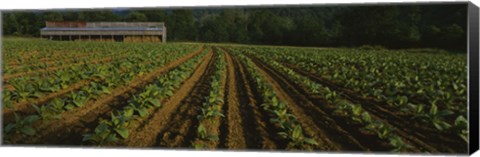 Framed Tobacco Field in North Carolina Print