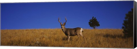 Framed Mule Deer in Field Print