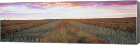 Framed Canola crop in a field, Edmonton, Alberta, Canada Print