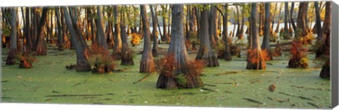 Framed Bald cypress trees (Taxodium disitchum) in a forest, Illinois, USA Print