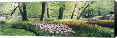 Framed Flowers in a garden, Keukenhof Gardens, Netherlands Print