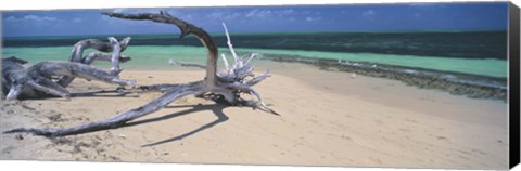 Framed Driftwood on the beach, Green Island, Great Barrier Reef, Queensland, Australia Print