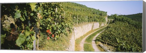 Framed Gravel road passing through vineyards, Vaihingen An Der Enz, Baden-Wurttemberg, Germany Print