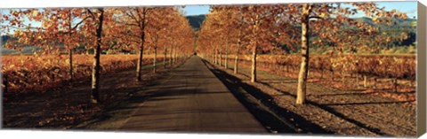 Framed Vineyards along a road, Beaulieu Vineyard, Napa Valley, California, USA Print