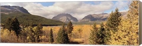 Framed Trees in a field, US Glacier National Park, Montana, USA Print