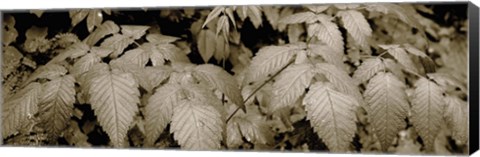 Framed Close-up of leaves, Oswald West State Park, Oregon, USA Print
