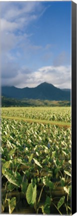 Framed Taro crop in a field, Hanalei Valley, Kauai, Hawaii, USA Print