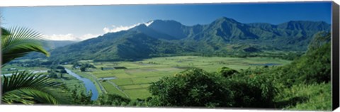 Framed High angle view of taro fields, Hanalei Valley, Kauai, Hawaii, USA Print