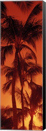 Framed Low angle view of palm trees at dusk, Hawaii Print