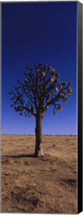 Framed Joshua tree (Yucca brevifolia) in a field, California, USA Print