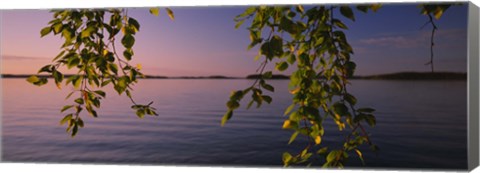 Framed Close-up of leaves of a birch tree, Joutseno, Southern Finland, South Karelia, Finland Print