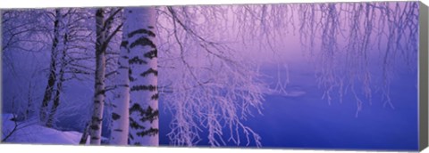 Framed Birch tree at a riverside, Vuoksi River, Imatra, Finland Print