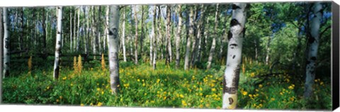 Framed Field of Rocky Mountain Aspens Print