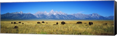 Framed Field of Bison with mountains in background, Grand Teton National Park, Wyoming, USA Print