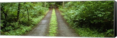 Framed Lush foliage lining a wet driveway, Bainbridge Island, Washington, USA Print