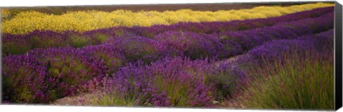 Framed Lavender and Yellow Flower fields, Sequim, Washington, USA Print