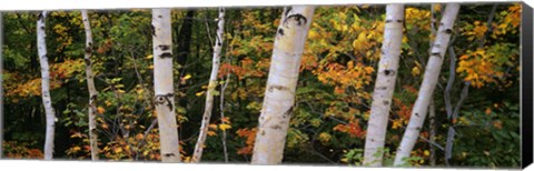 Framed Birch trees in a forest, New Hampshire, USA Print