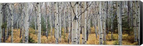 Framed Aspen trees in a forest, Alberta, Canada Print