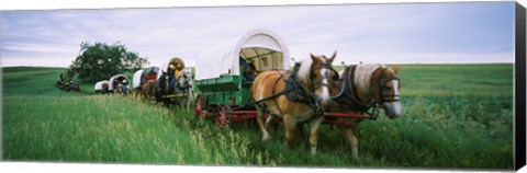 Framed Historical reenactment, Covered wagons in a field, North Dakota, USA Print