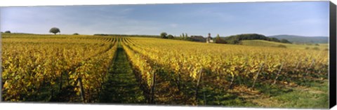 Framed Panoramic view of vineyards, Schloss Vollrads, Johannisberg, Oestrich-Winkel, Rheingau, Germany Print