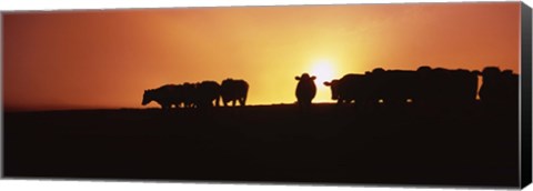 Framed Silhouette of cows at sunset, Point Reyes National Seashore, California, USA Print