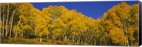 Framed Low angle view of Aspen trees in a forest, Telluride, San Miguel County, Colorado, USA Print