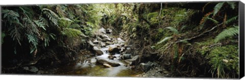 Framed Stream flowing in a forest, Milford Sound, Fiordland National Park, South Island, New Zealand Print