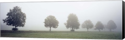 Framed Fog covered trees in a field, Baden-Wurttemberg, Germany (black and white) Print