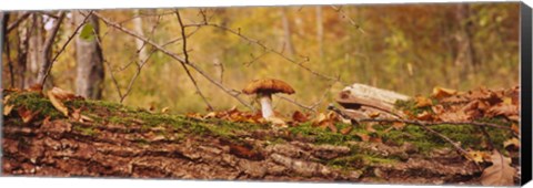 Framed Mushroom on a tree trunk, Baden-Wurttemberg, Germany Print