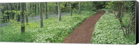 Framed Bluebells and garlic along footpath in a forest, Killerton, Exe Valley, Devon, England Print