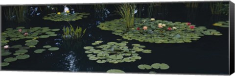 Framed Water lilies in a pond, Denver Botanic Gardens, Denver, Colorado, USA Print