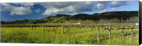 Framed Mustard crop in a field near St. Helena, Napa Valley, Napa County, California, USA Print