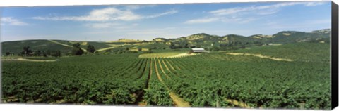 Framed High angle view of a vineyard, Carneros District, Napa Valley, Napa County, California Print