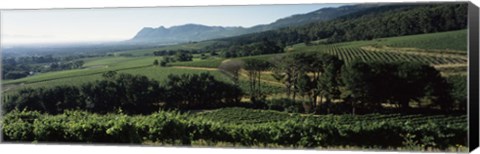 Framed Vineyard with mountains, Constantiaberg, Constantia, Cape Winelands, Cape Town, Western Cape Province, South Africa Print