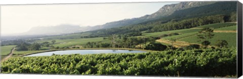 Framed Vineyard with Constantiaberg mountain range, Constantia, Cape Winelands, Cape Town, Western Cape Province, South Africa Print