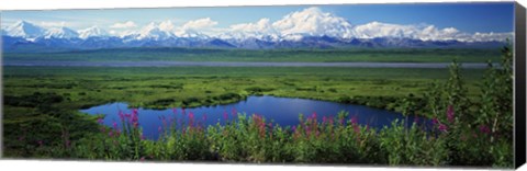 Framed Fireweed flowers in bloom by lake, distant Mount McKinley and Alaska Range in clouds, Denali National Park, Alaska, USA. Print