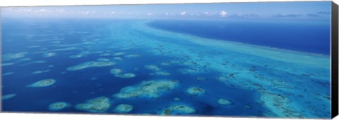 Framed Coral reef in the sea, Belize Barrier Reef, Ambergris Caye, Caribbean Sea, Belize Print