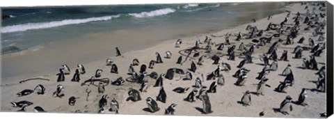 Framed Colony of Jackass penguins (Spheniscus demersus) on the beach, Boulder Beach, Simon&#39;s Town, Western Cape Province, South Africa Print