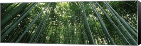 Framed Low angle view of bamboo trees, Arashiyama, Kyoto Prefecture, Kinki Region, Honshu, Japan Print