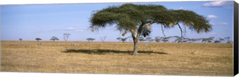 Framed Acacia trees with weaver bird nests, Antelope and Zebras, Serengeti National Park, Tanzania Print