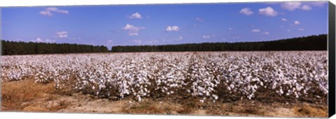 Framed Cotton crops in a field, Georgia, USA Print