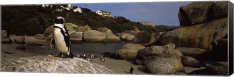 Framed Colony of Jackass penguins on the beach, Boulder Beach, Cape Town, Western Cape Province, Republic of South Africa Print