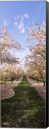 Framed Almond trees in an orchard, Central Valley, California, USA Print