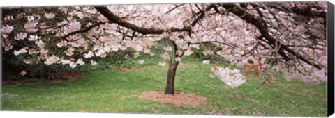 Framed Cherry Blossom tree in a park, Golden Gate Park, San Francisco, California, USA Print