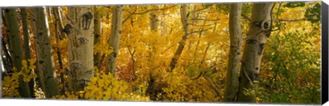 Framed Aspen trees in a forest, Californian Sierra Nevada, California, USA Print