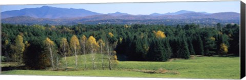 Framed Trees in a forest, Stowe, Lamoille County, Vermont, USA Print