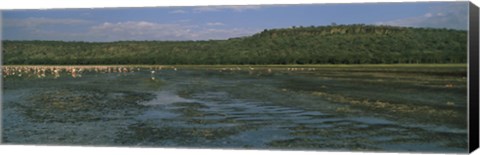 Framed Flock of flamingos in a lake, Lake Nakuru, Great Rift Valley, Lake Nakuru National Park, Kenya Print