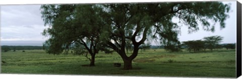 Framed Trees on a landscape, Lake Nakuru National Park, Great Rift Valley, Kenya Print